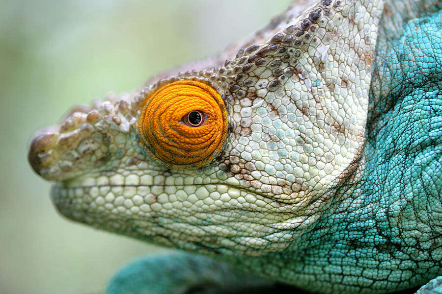 Image of Parson's Chameleon