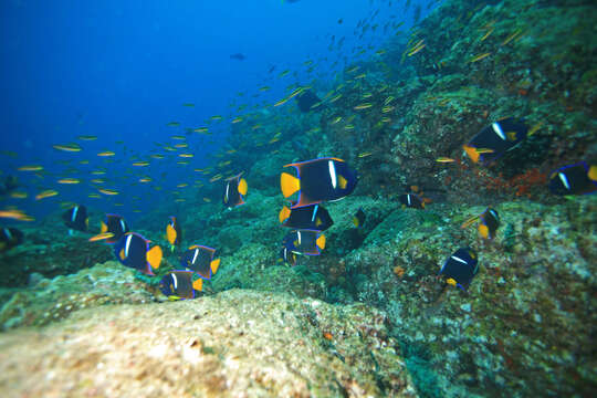 Image of King Angelfish