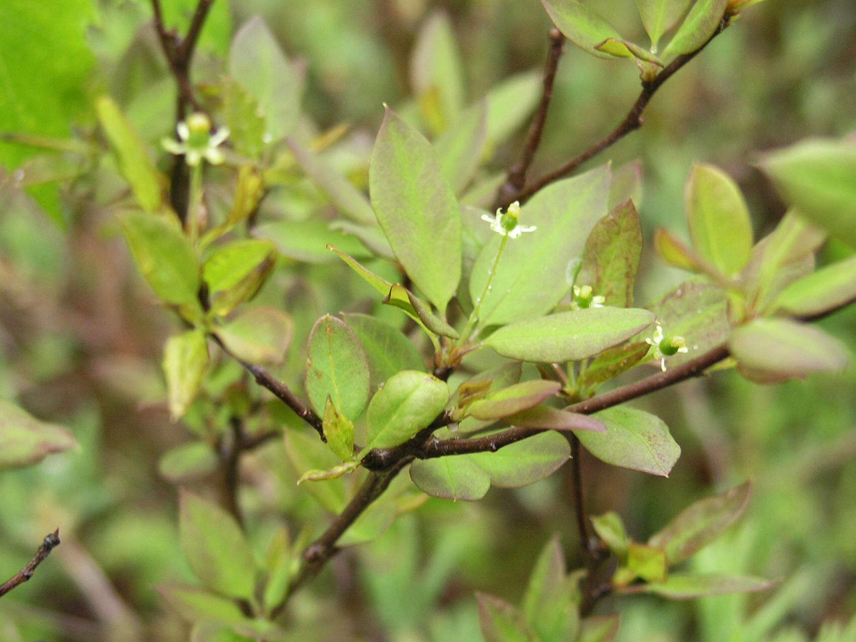 صورة Ilex mucronata (L.) M. Powell, V. Savolainen & S. Andrews