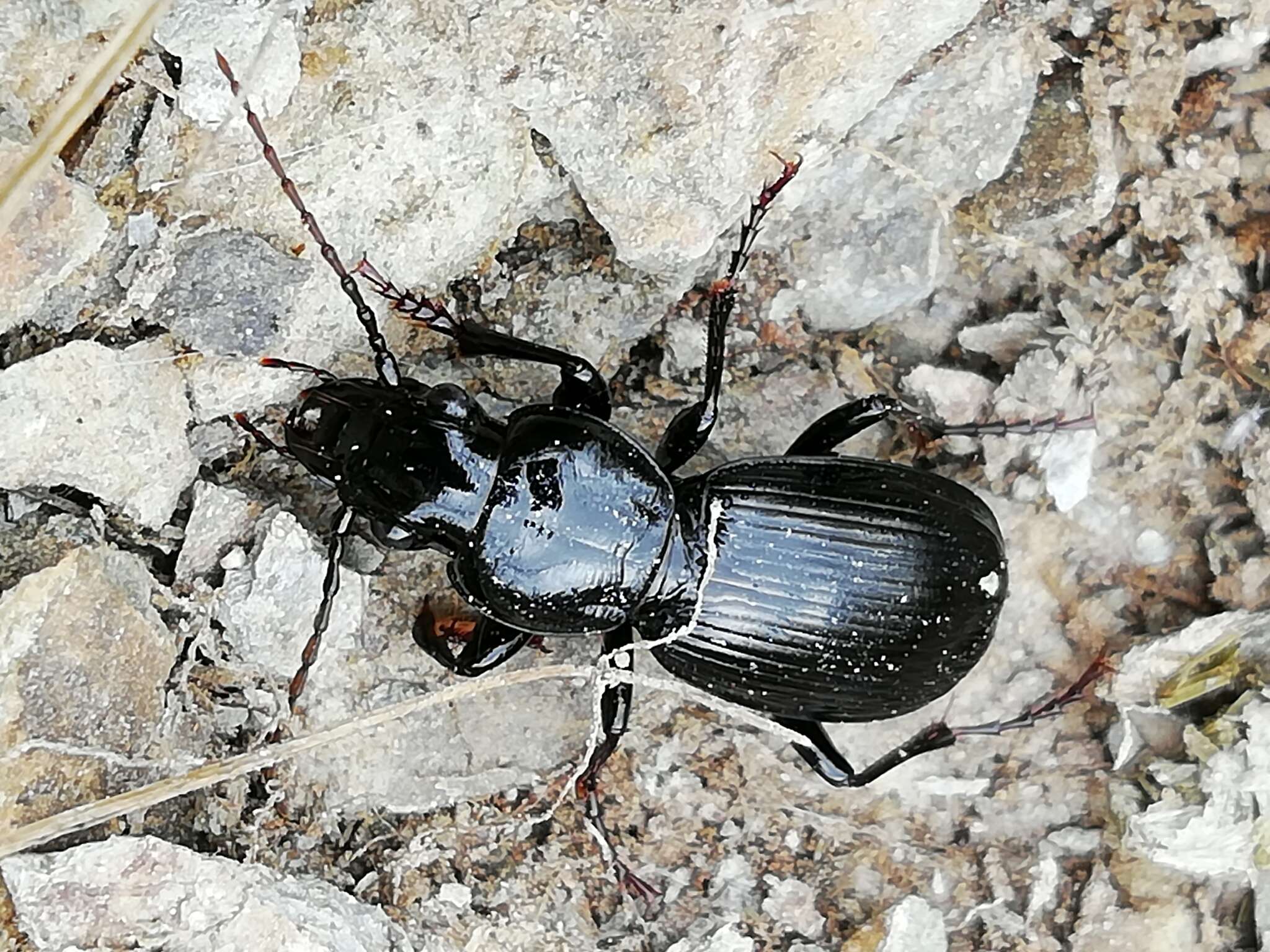 Sivun Pterostichus globosus ebenus kuva