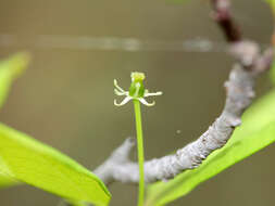 صورة Ilex mucronata (L.) M. Powell, V. Savolainen & S. Andrews