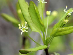 Plancia ëd Ilex mucronata (L.) M. Powell, V. Savolainen & S. Andrews