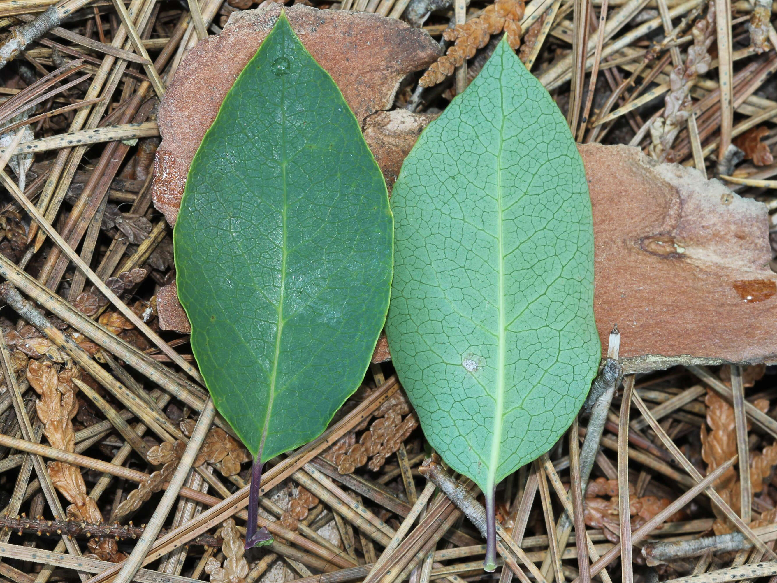 Plancia ëd Ilex mucronata (L.) M. Powell, V. Savolainen & S. Andrews