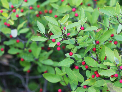 صورة Ilex mucronata (L.) M. Powell, V. Savolainen & S. Andrews