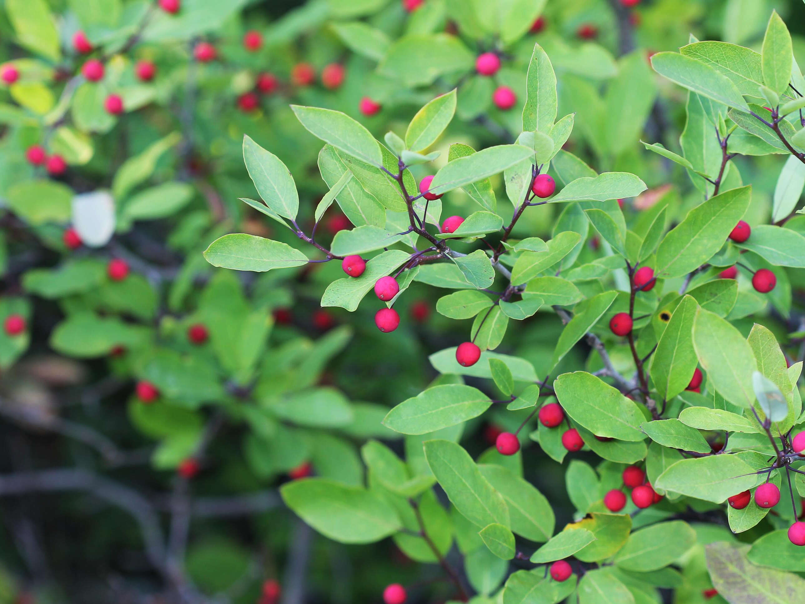 Plancia ëd Ilex mucronata (L.) M. Powell, V. Savolainen & S. Andrews