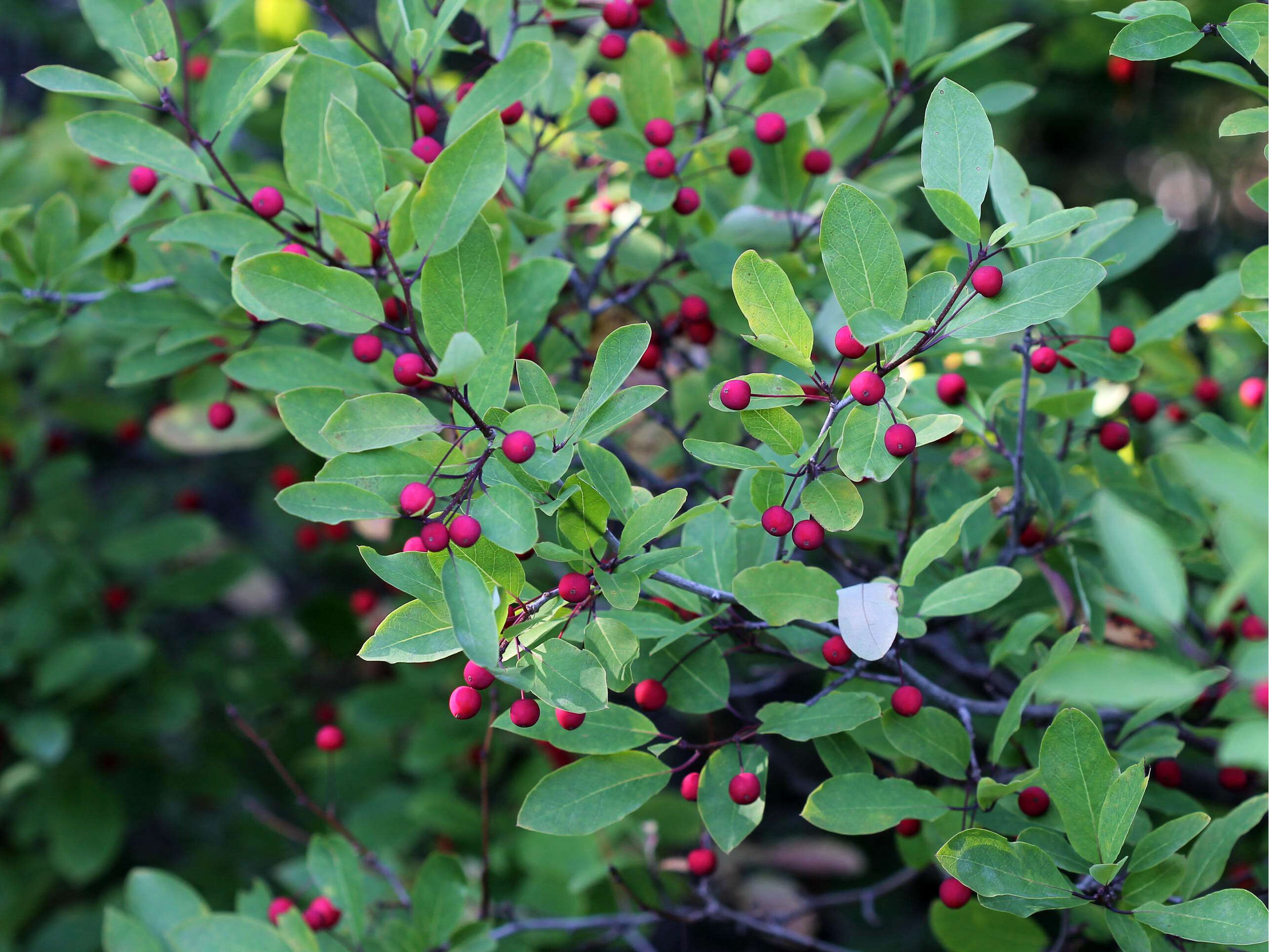 صورة Ilex mucronata (L.) M. Powell, V. Savolainen & S. Andrews