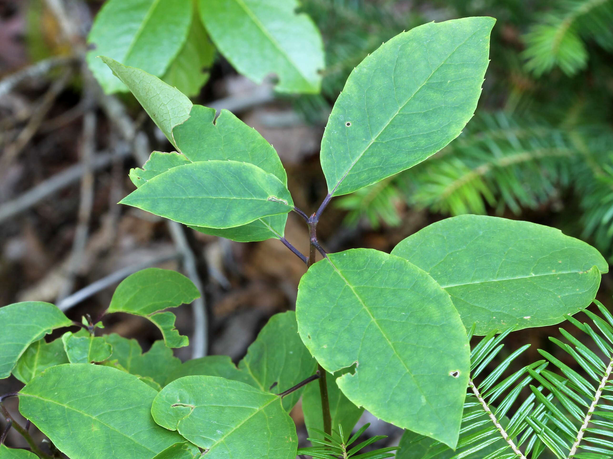 Plancia ëd Ilex mucronata (L.) M. Powell, V. Savolainen & S. Andrews