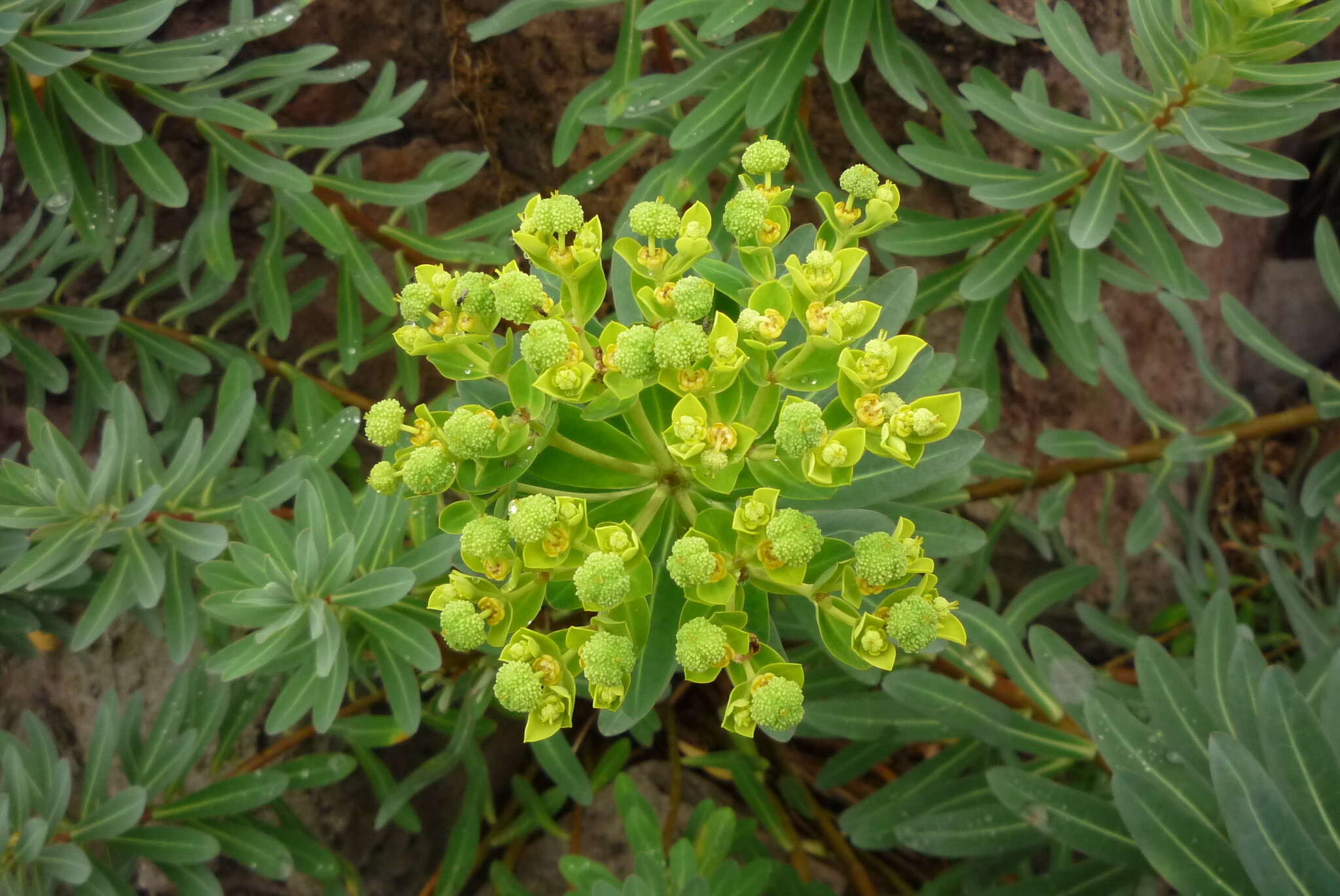 Слика од Euphorbia jolkinii Boiss.