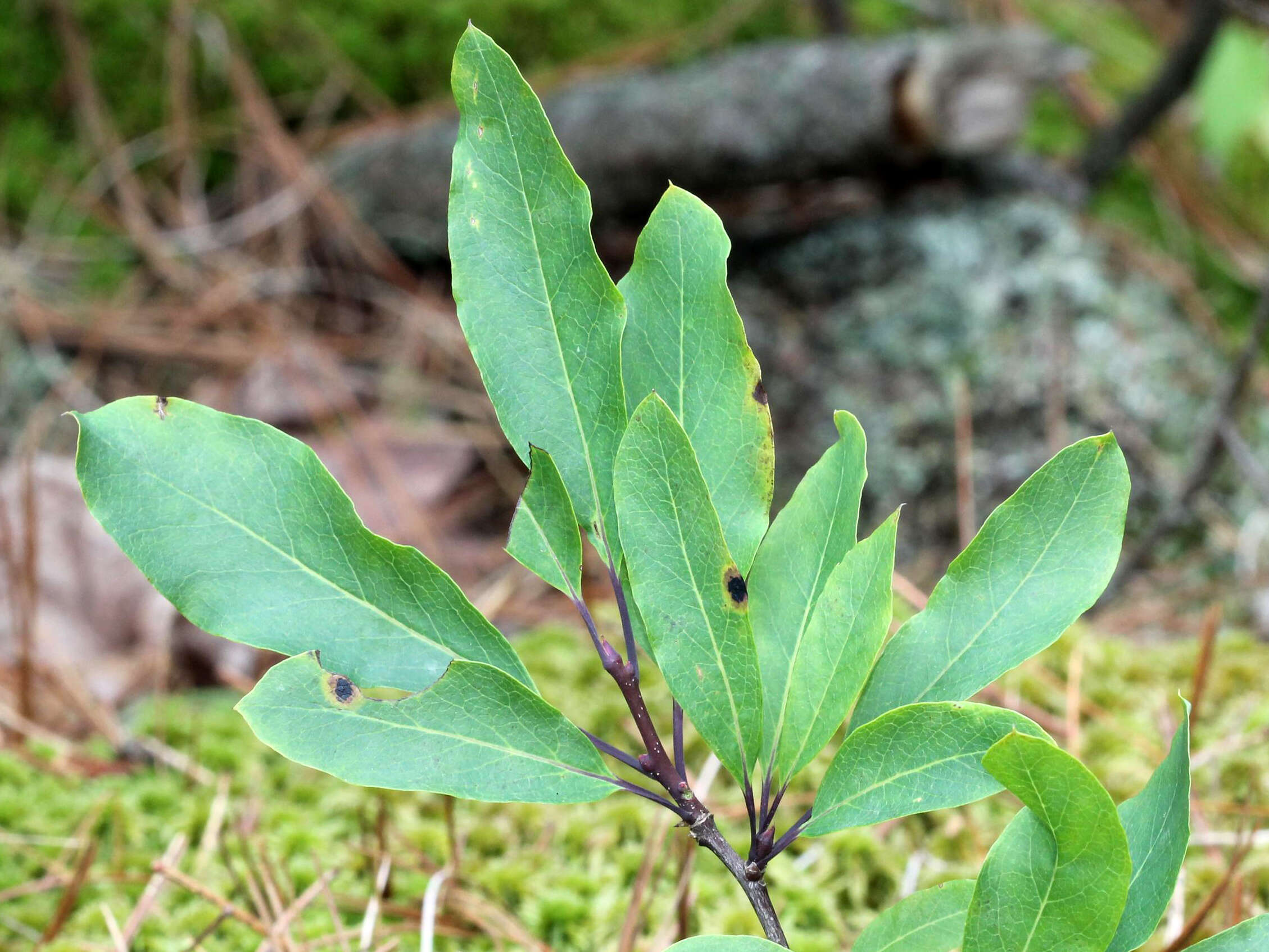 Plancia ëd Ilex mucronata (L.) M. Powell, V. Savolainen & S. Andrews