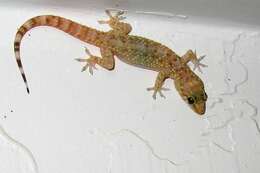 Image of Common House Gecko