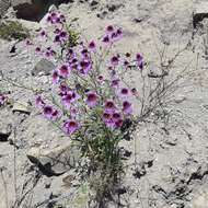 Image of salpiglossis