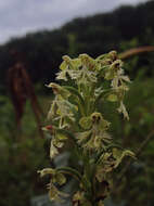 Platanthera lacera (Michx.) G. Don resmi