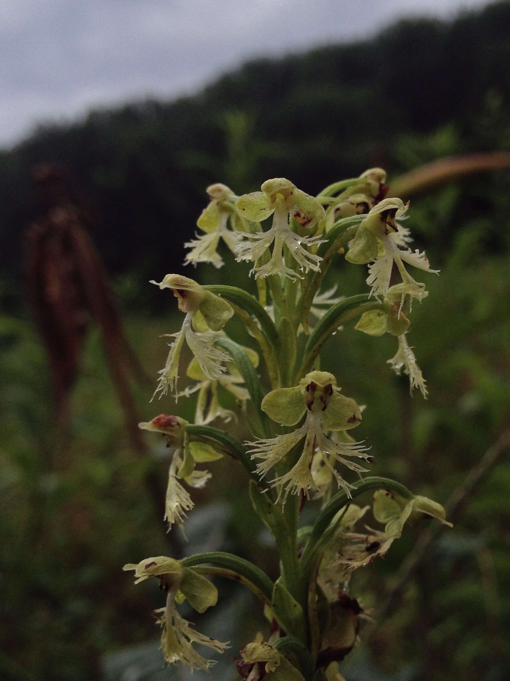 Platanthera lacera (Michx.) G. Don resmi