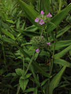 Image of wild basil