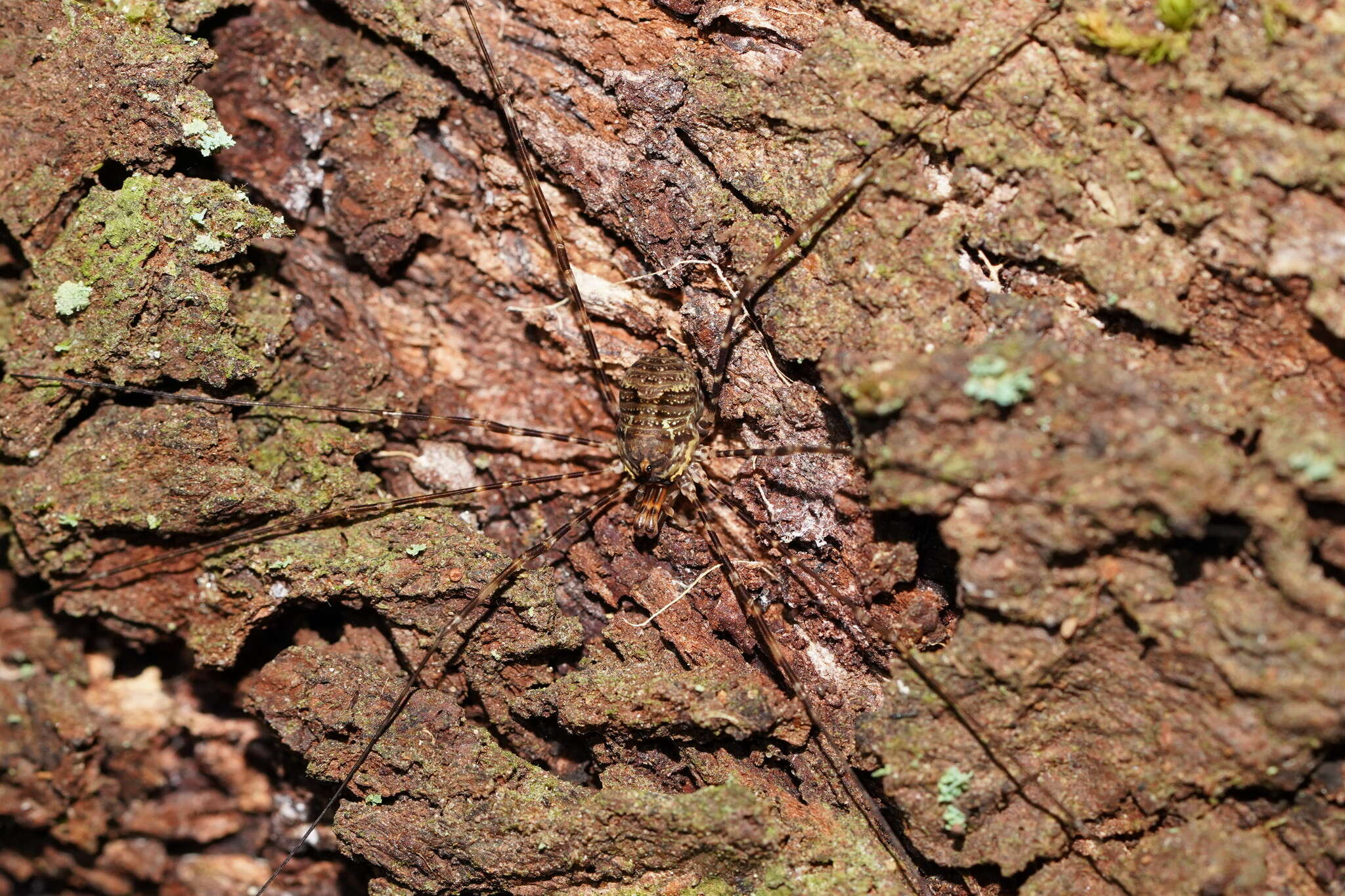 Image of <i>Neopantopsalis camelus</i> Forster 1949