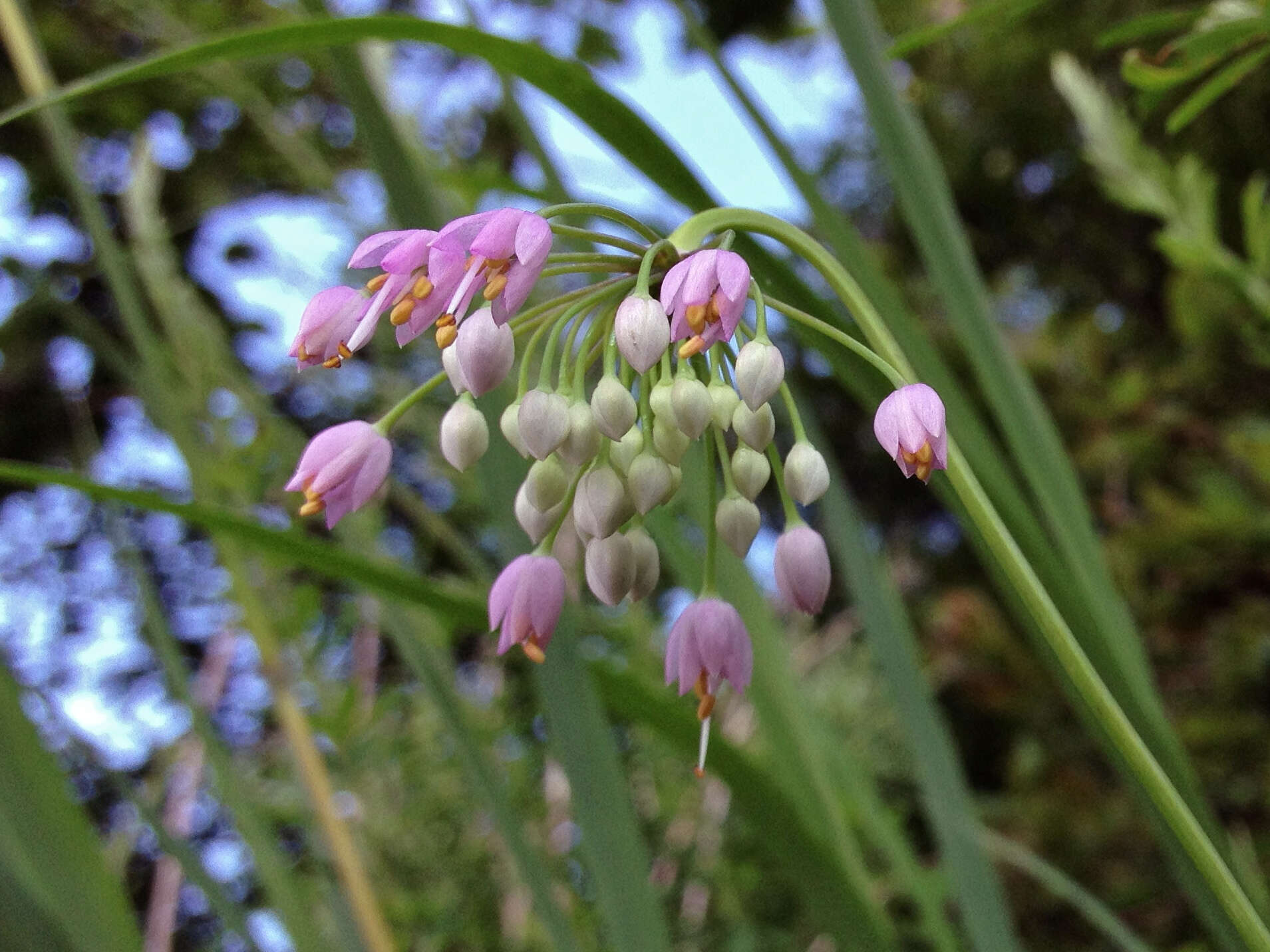 Image of Lady's leek