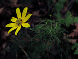 Image of whorled tickseed