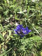 صورة Gentiana decumbens L. fil.