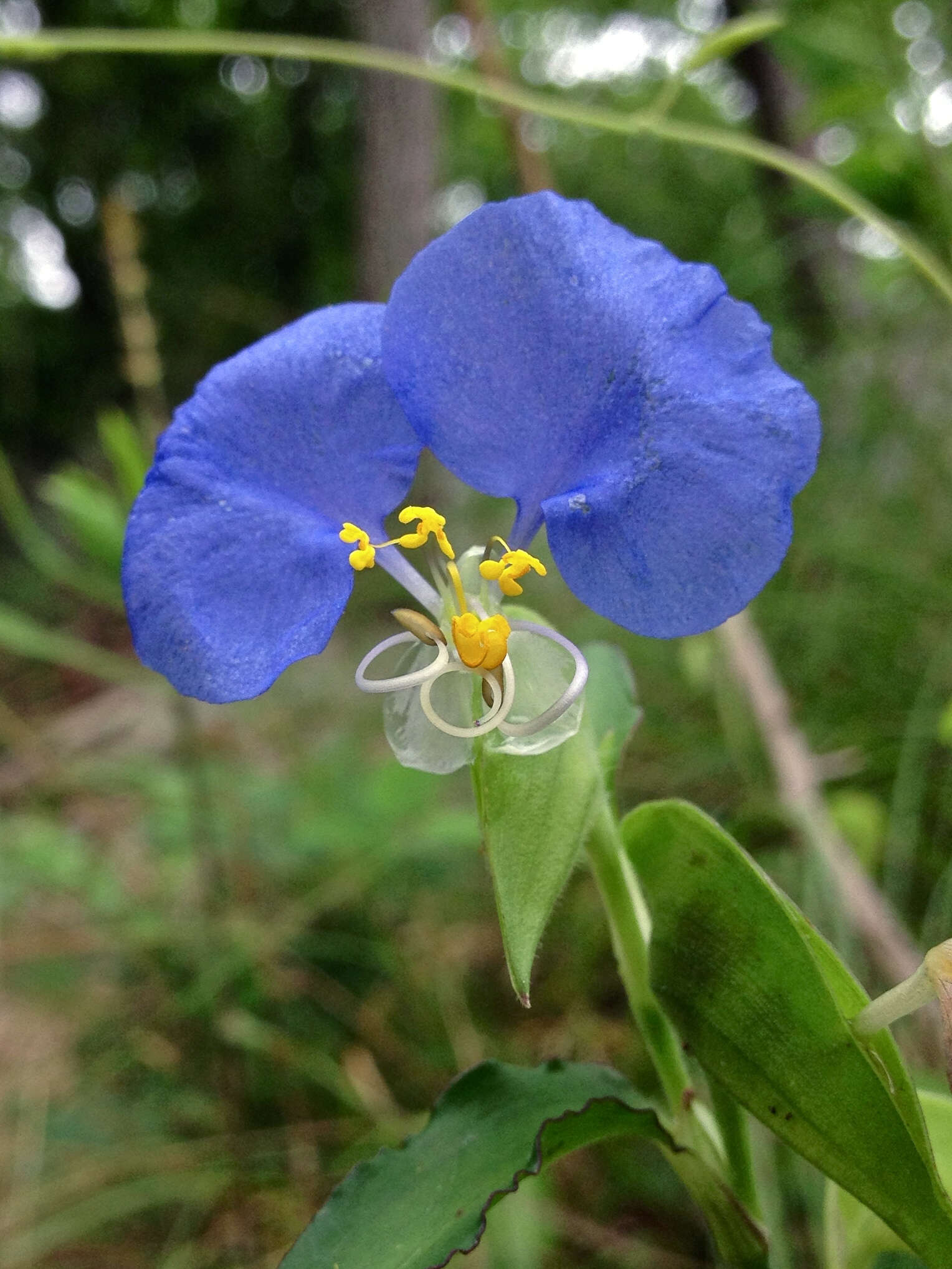 Image of Blousel Blommetjie