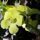 Image of Verbascum coromandelianum (Vahl) Huber-Morath