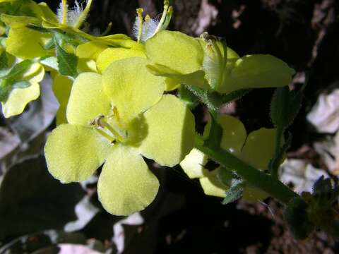 Image of Verbascum coromandelianum (Vahl) Huber-Morath