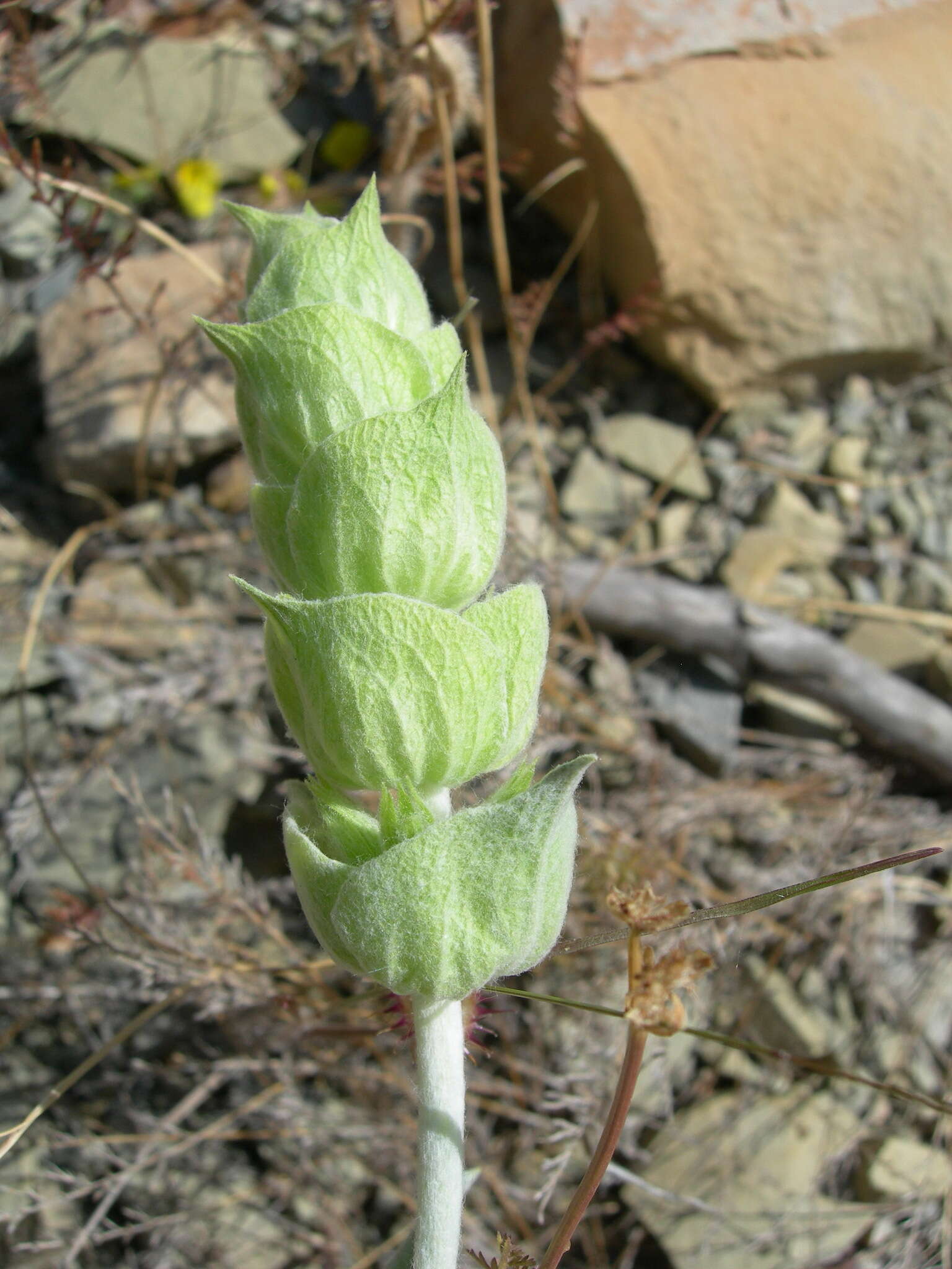 Слика од Sideritis euxina Juz.