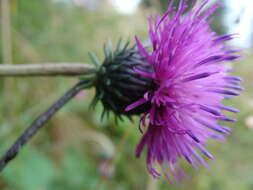 Imagem de Carduus defloratus subsp. glaucus (Baumg.) Nym.