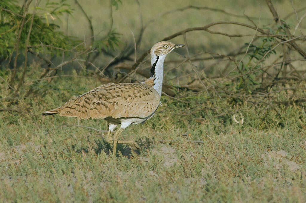 Image of Asian Houbara Bustard