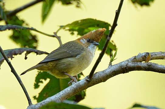 Image of White-naped Yuhina