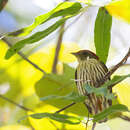 Image of Eastern Striped Manakin