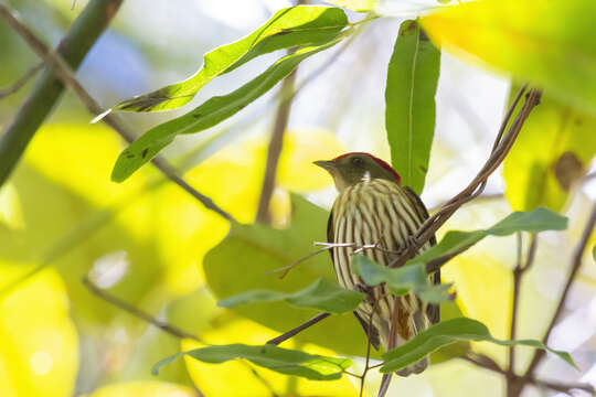 Image of Eastern Striped Manakin