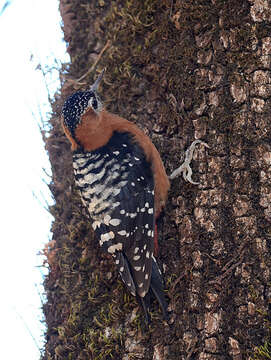 Image of Rufous-bellied Woodpecker