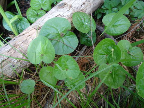 Image of Lemmon's Wild Ginger