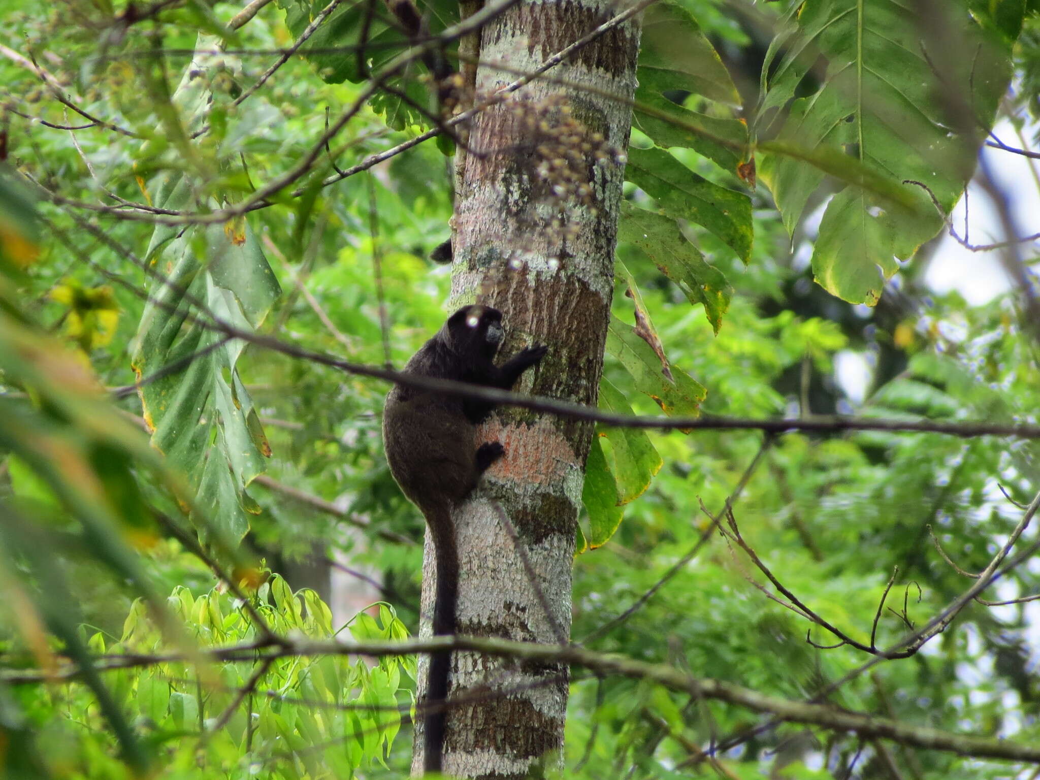 Image of Black-mantled tamarin