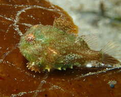 Image of Pacific spiny lumpsucker