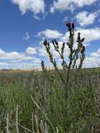 Image of Suisun thistle