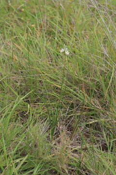 Image of Albuca virens (Lindl.) J. C. Manning & Goldblatt