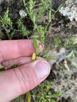 Image of hairy forked nailwort