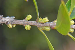 Image of Nestegis lanceolata (Hook. fil.) L. A. S. Johnson