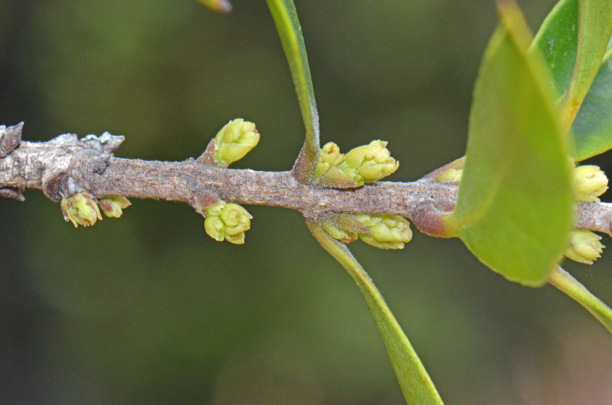 Image of Nestegis lanceolata (Hook. fil.) L. A. S. Johnson