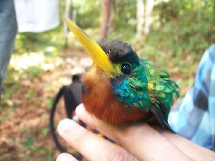 Image of Blue-cheeked Jacamar