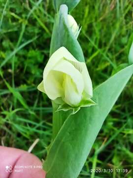 Image of Cyprus-vetch