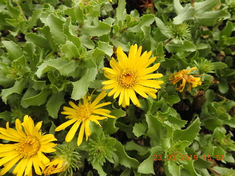 Image of Grindelia tarapacana Phil.