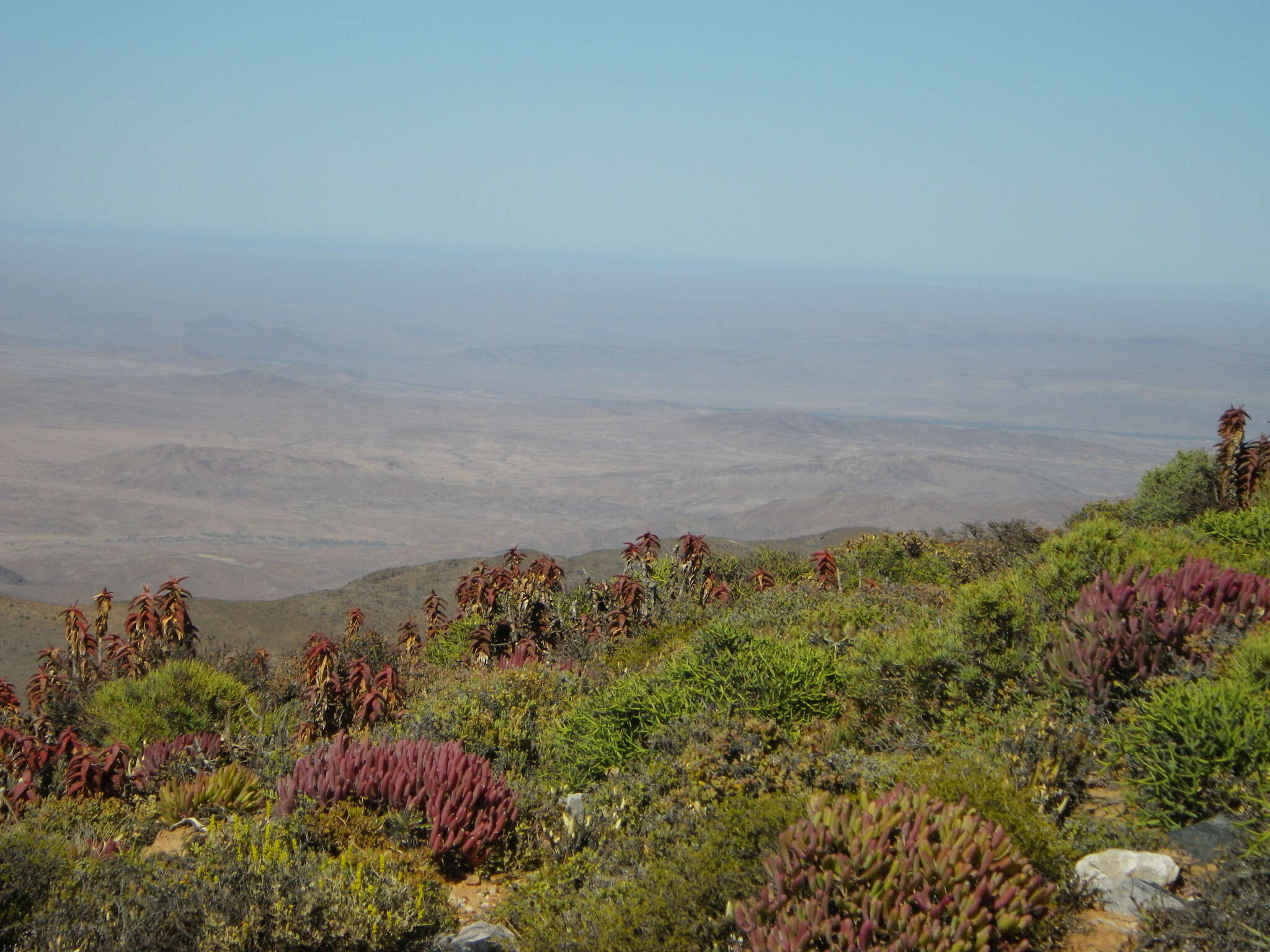 Image of Pearson's Aloe