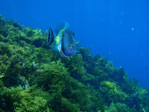 Image of Horse-shoe Leatherjacket