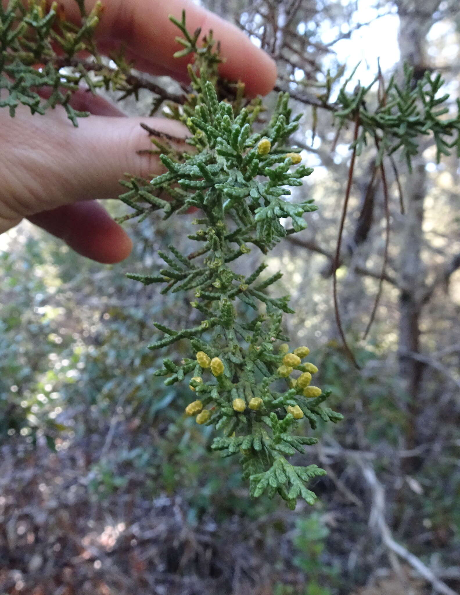 Image of Gowen cypress