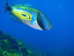 Image of Horse-shoe Leatherjacket