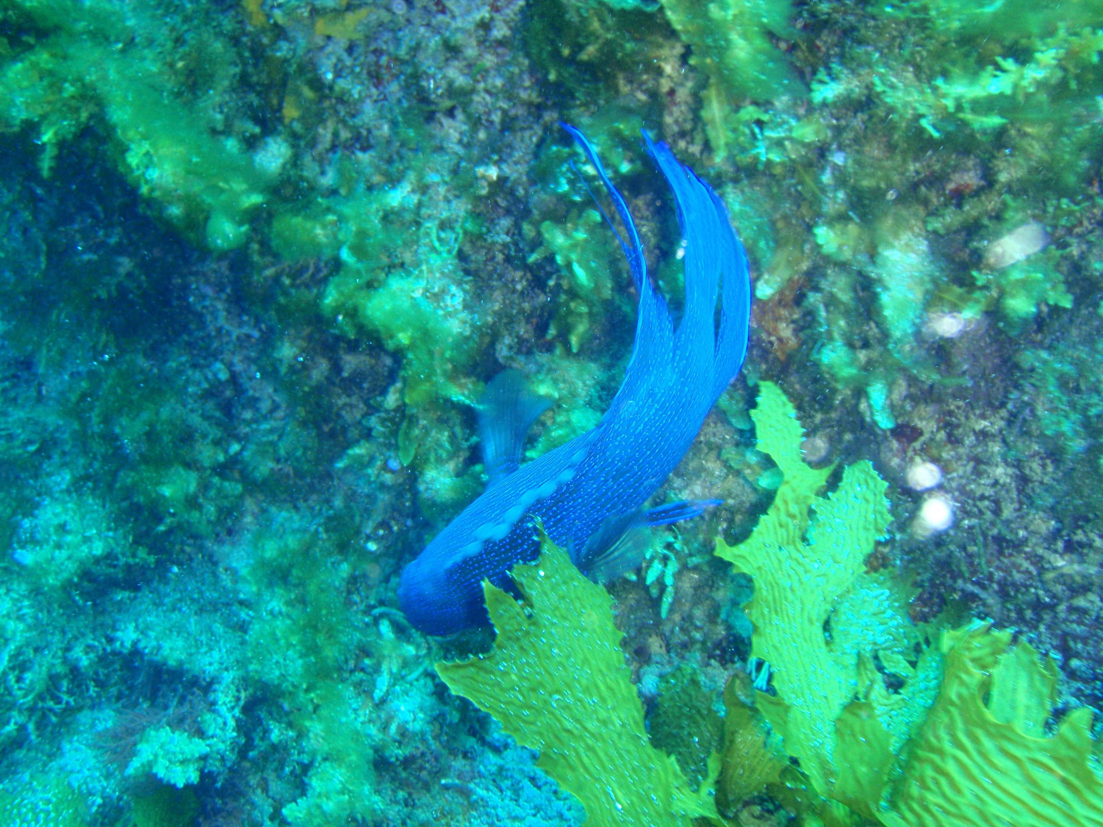 Paraplesiops meleagris (Peters 1869) resmi