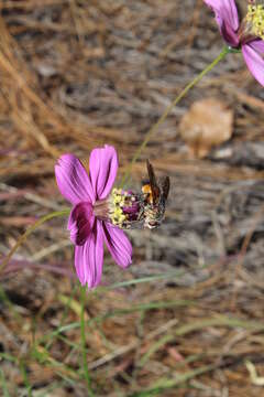 Image of Cosmos ochroleucoflorus Melchert