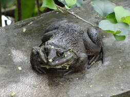 Image of Chinese Edible Frog